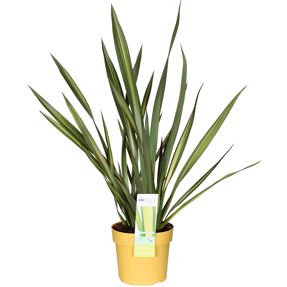 Phormium, D 19cm, H 65cm