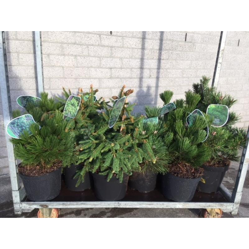 Pin (Pinus), D26 cm, H50 cm