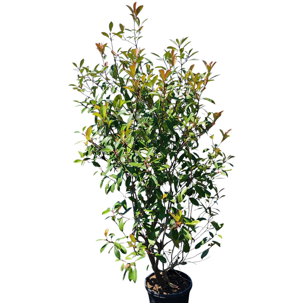 Photinia Red Robin, D 30 cm, H 150 cm