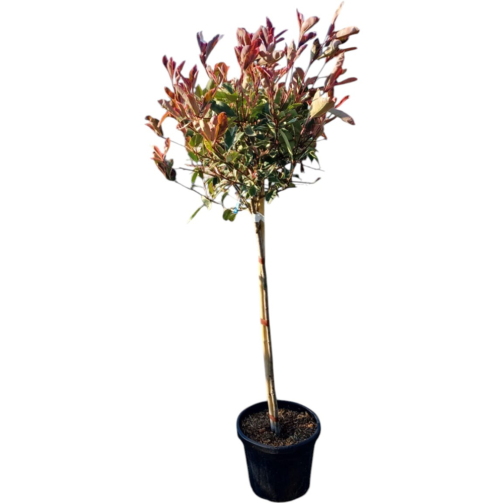 Photinia pestrita (Photinia fraseri 'Variegata'), H 120 cm