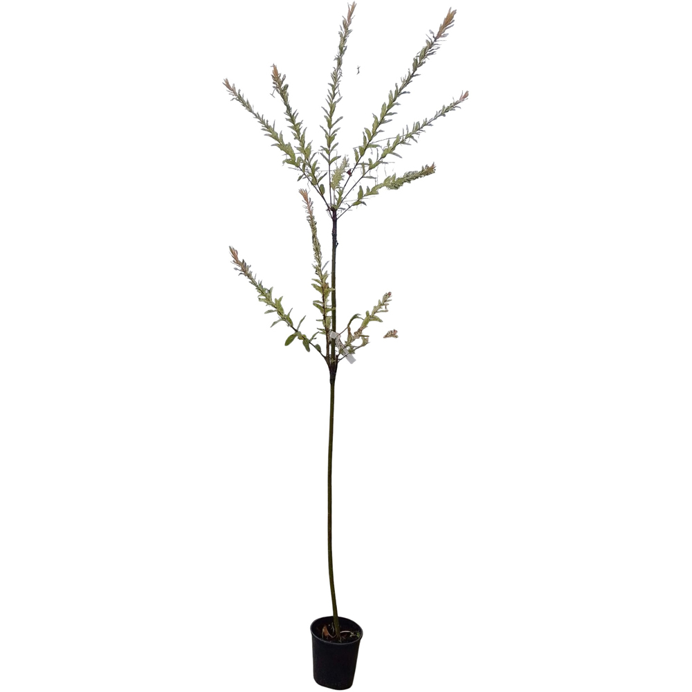 Arbore Ornamental Salix Hakuro, D 18 cm, H 170 cm