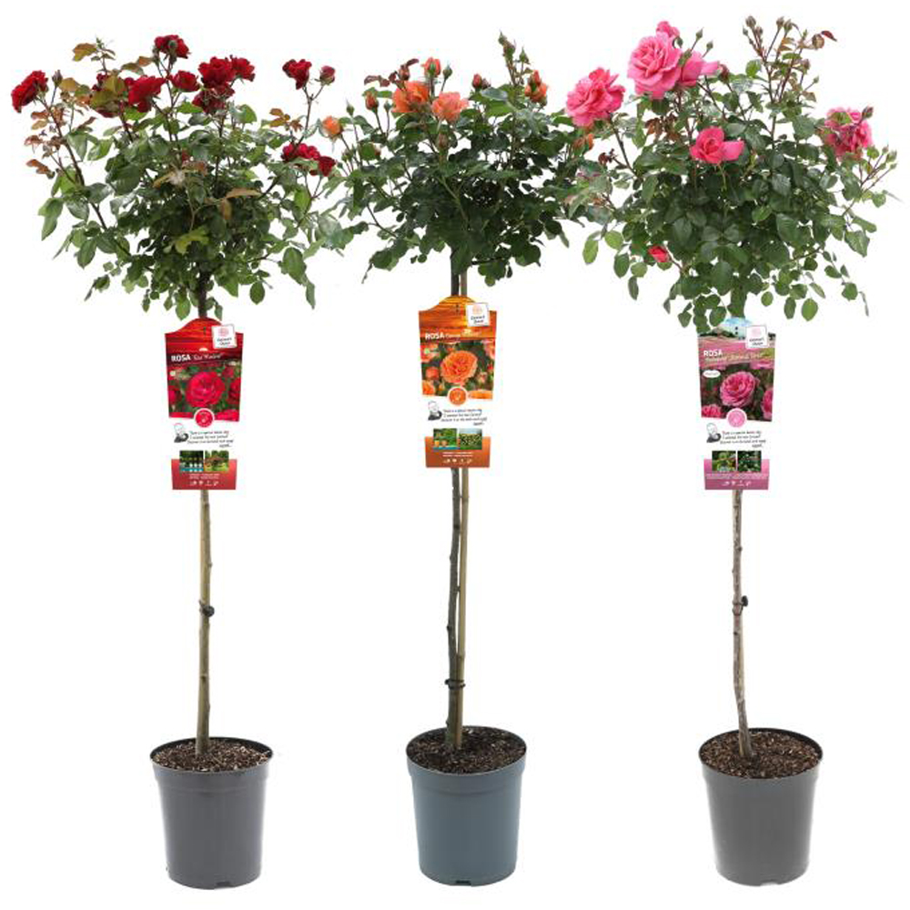 Trandafir Exclusive (Rosa Exclusive), D24 cm, H24 cm