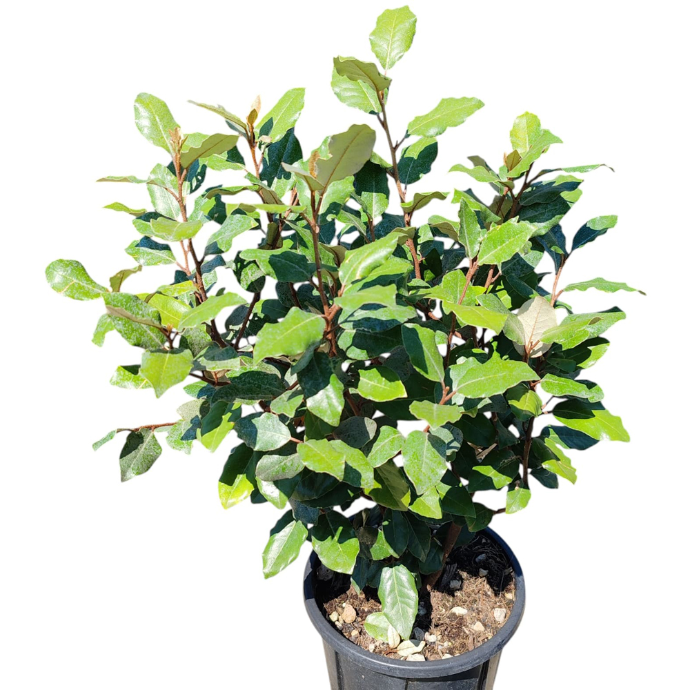Elaeagnus Ebbingei, D18 cm, H50 cm