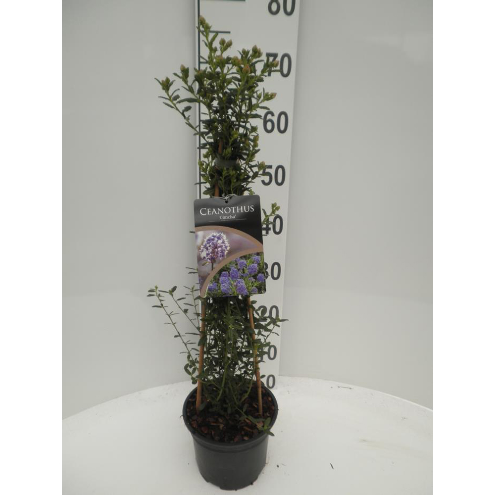 Ceanothus Concha, D 17 cm, H 50 cm