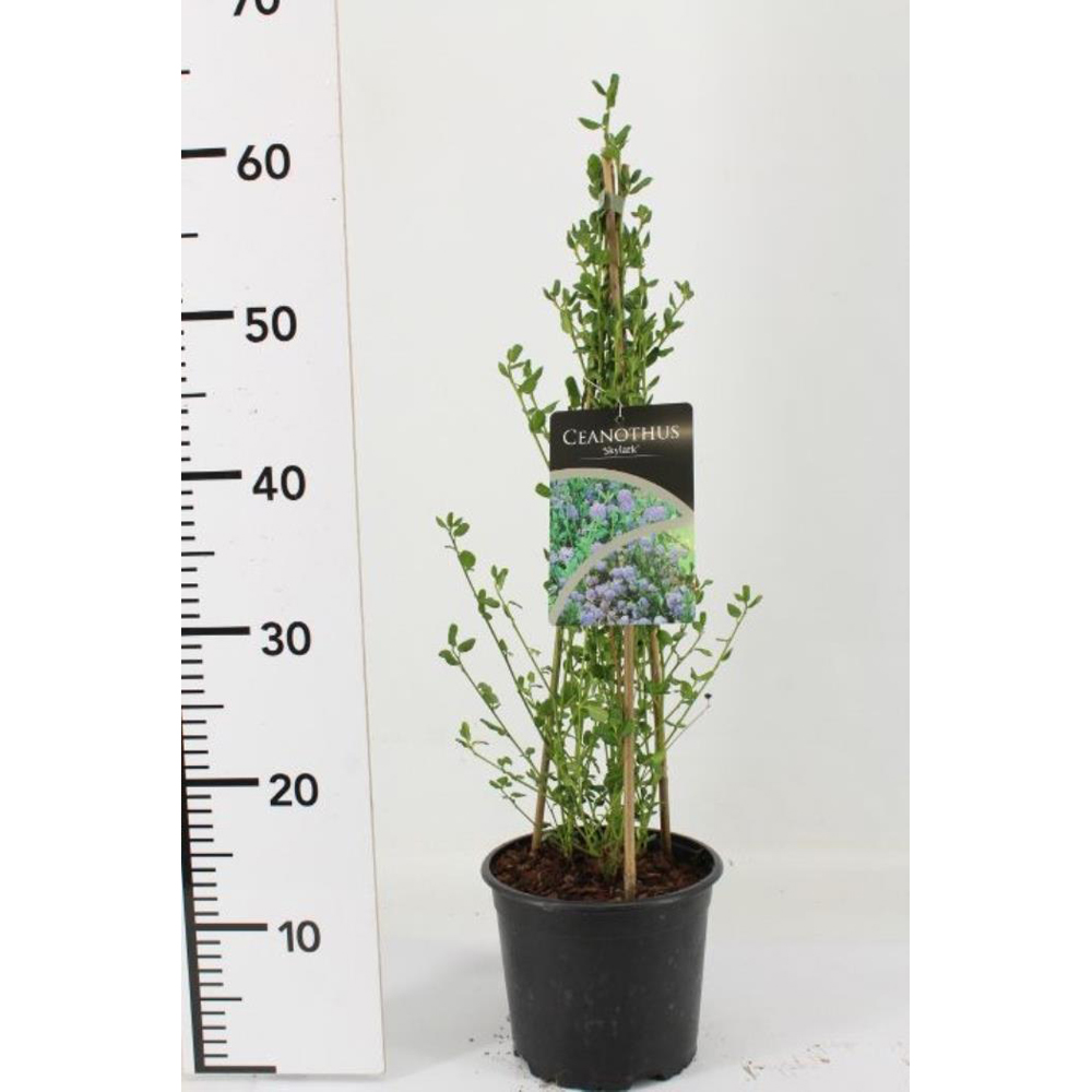 Ceanothus Sky Lark, D 17 cm, H 50 cm