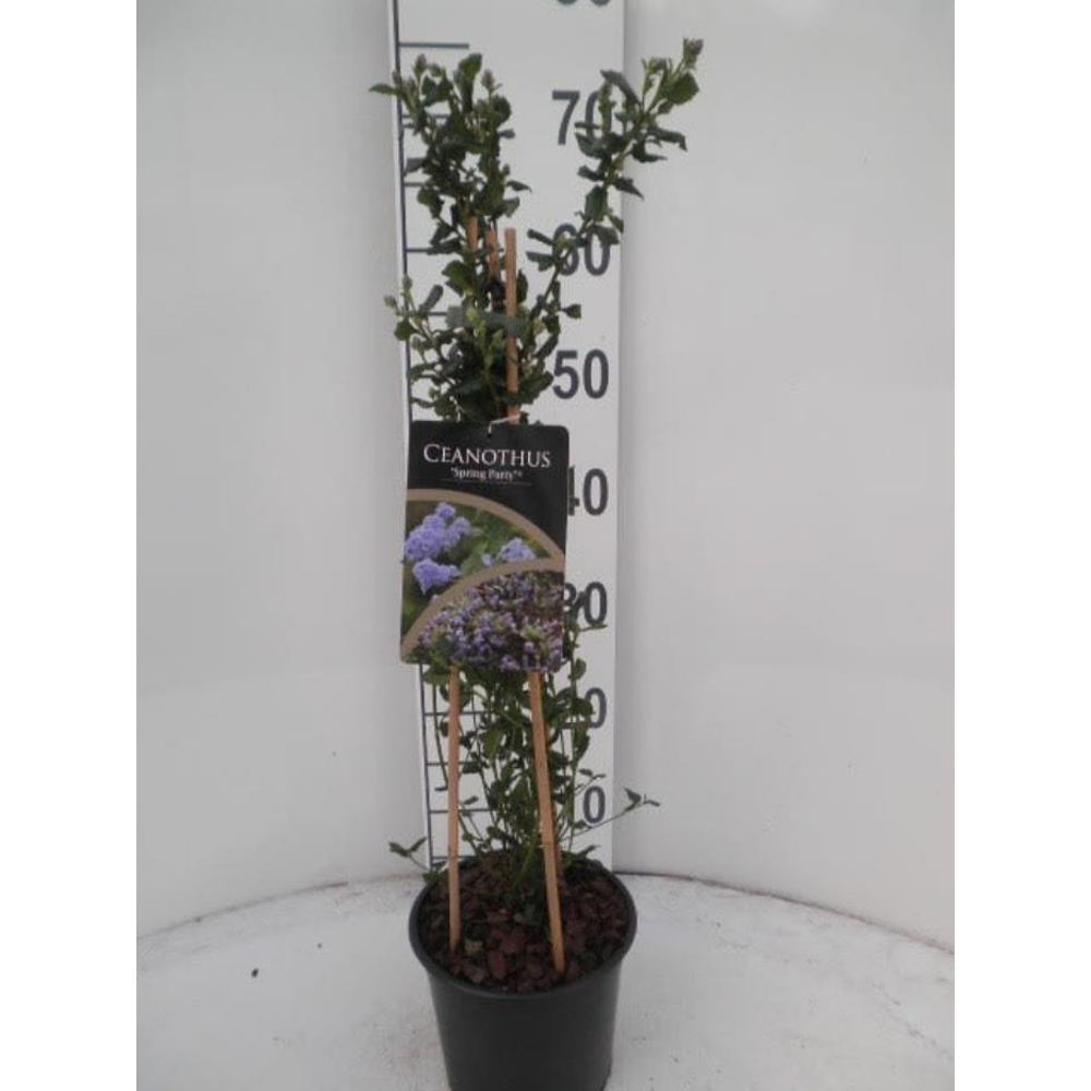Ceanothus Spring Party, D 17 cm, H 50 cm