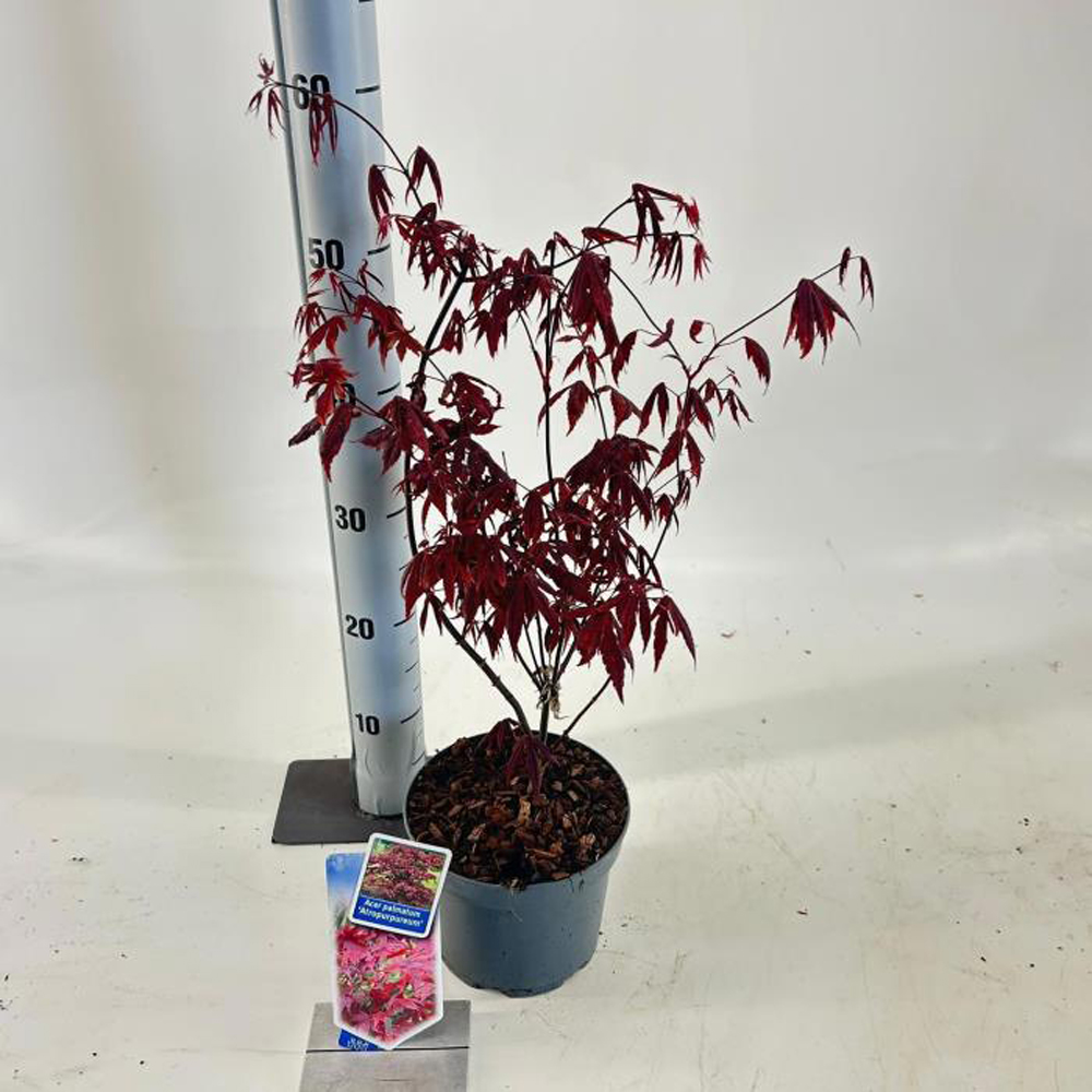 Acer Atropurpureum, D 17 cm, H 40 cm