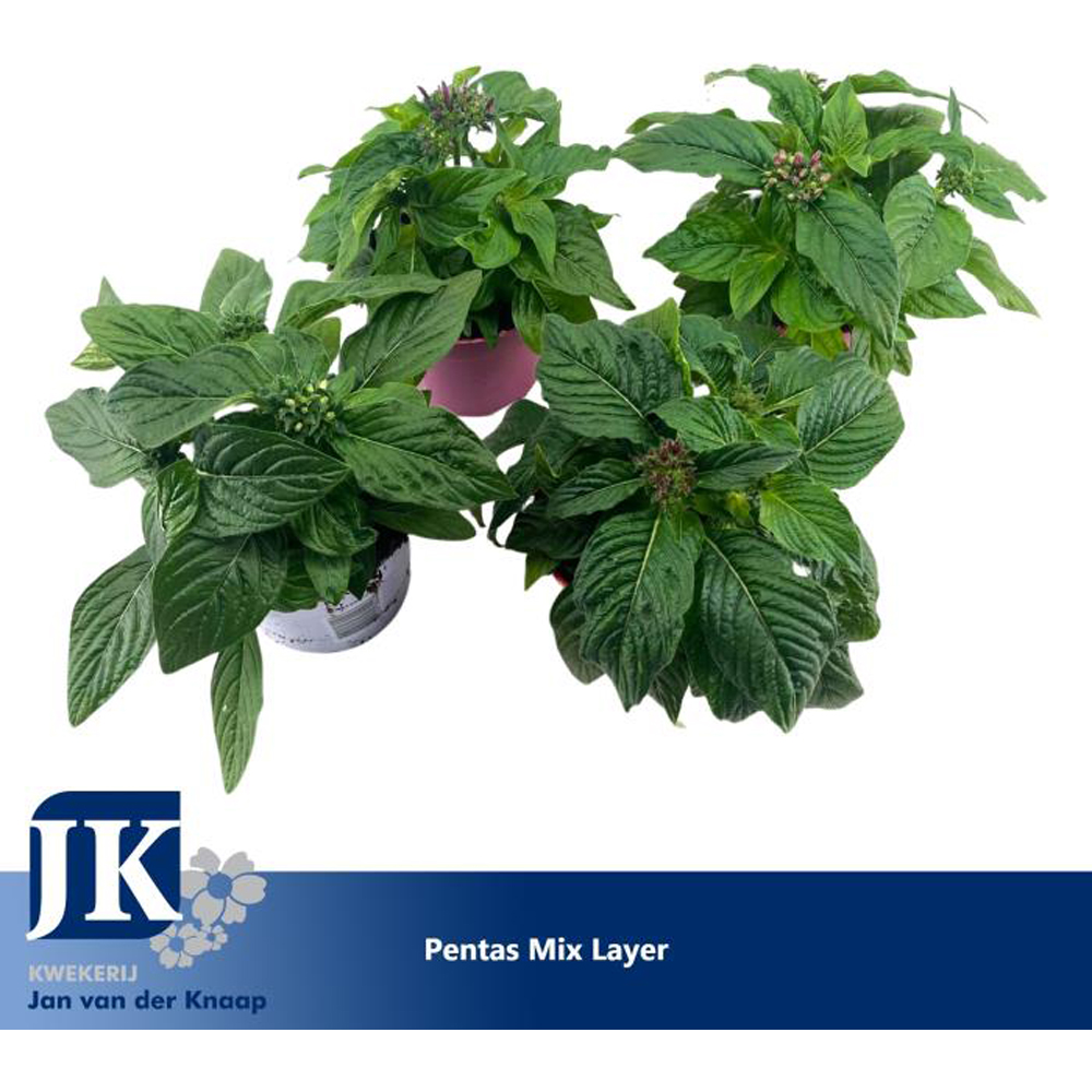 Pentas Lanceolata, D12 cm, H20 cm