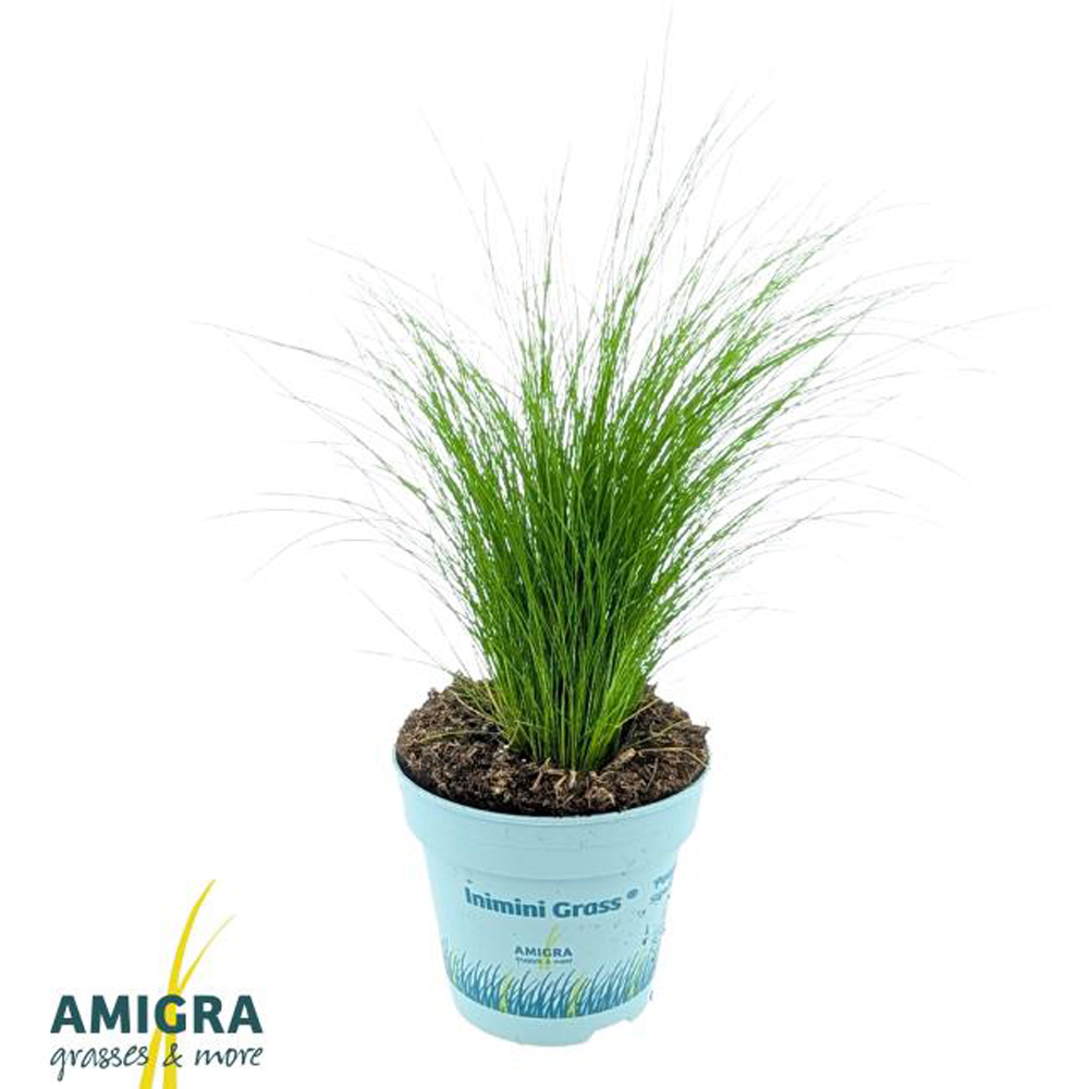 Stipa Ponytails (Stipa tenuissima Ponytails), D10.5 cm, H30 cm