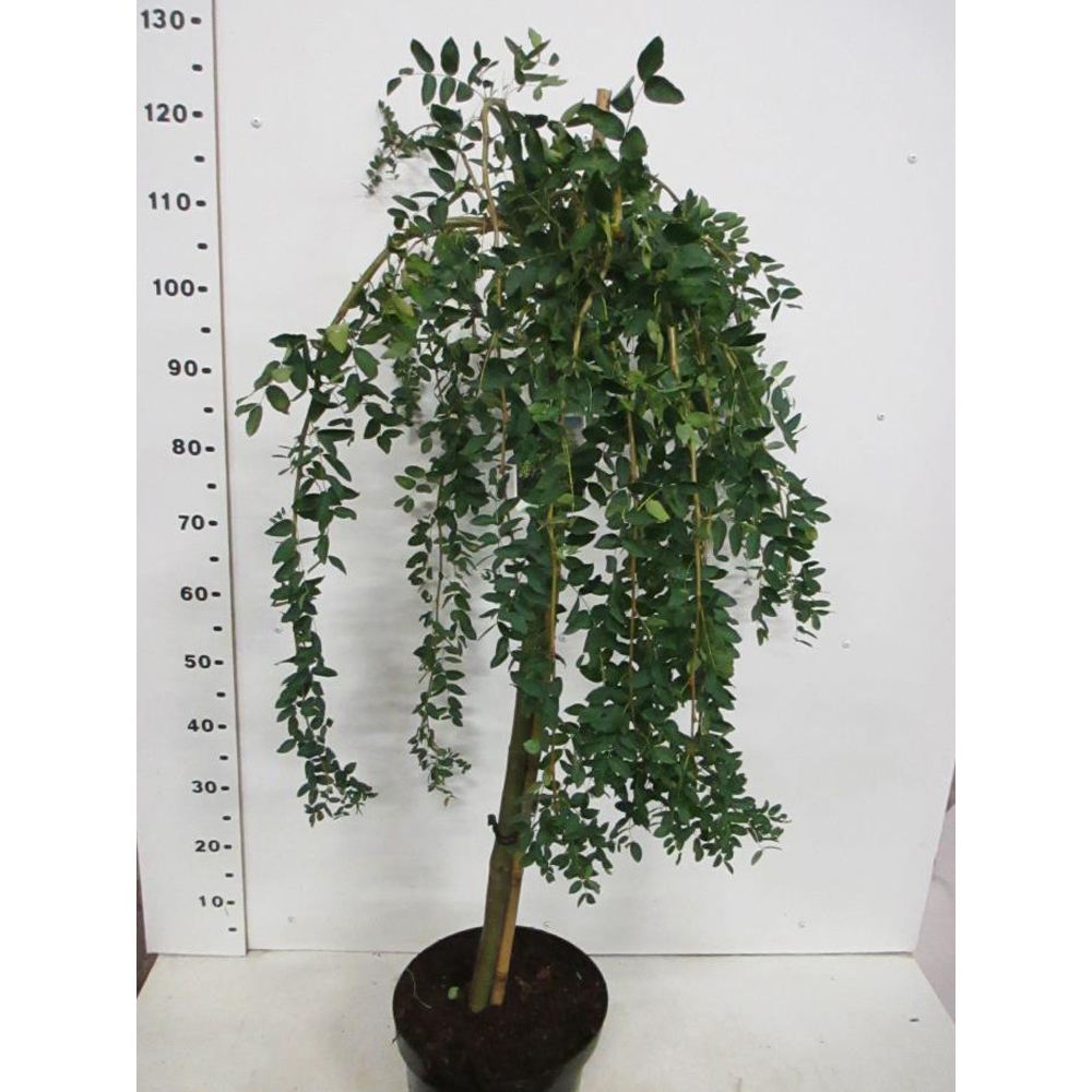 Caragana Arborescens Pendula, D 26 cm, H 80 cm