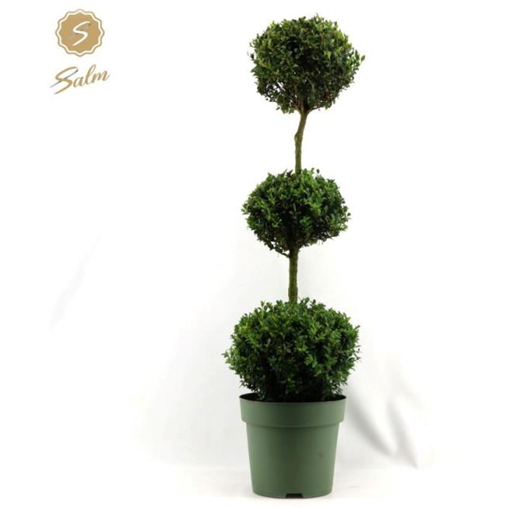 Buxus Sempervirens, D 27 cm, H 110 cm