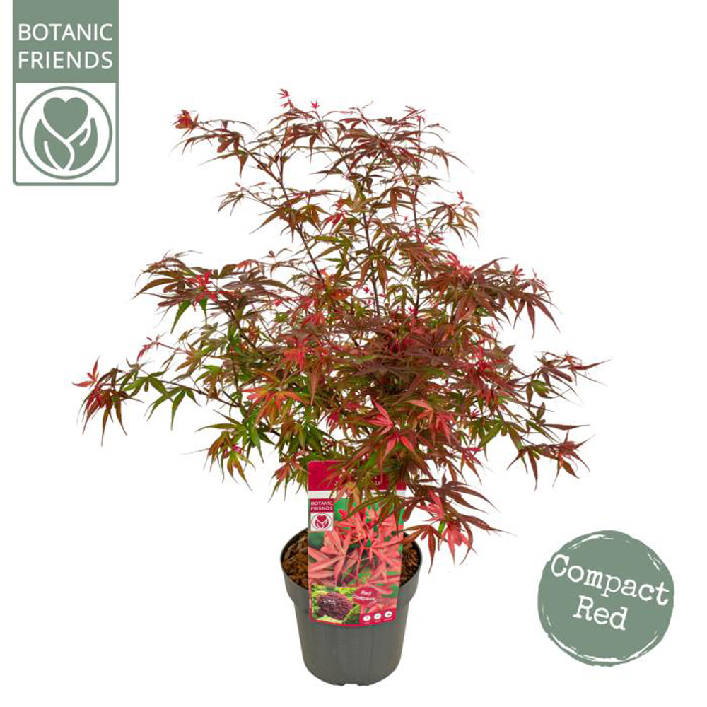 Acer Shaina, D 19 cm, H 65 cm