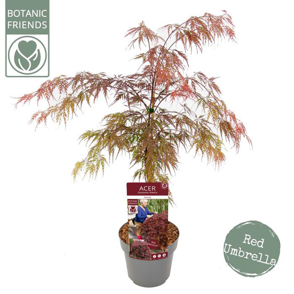 Acer Garnet, D 19 cm, H 65 cm