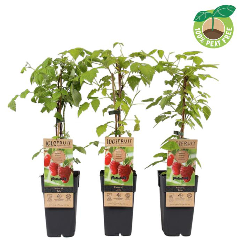 Mur Zefa (Rubus Zefa), D15 cm, H50 cm
