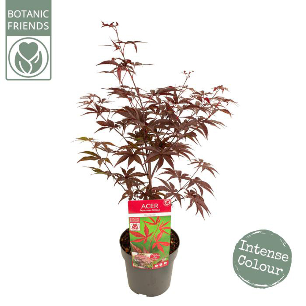 Acer Bloodgood, D 19 cm, H 65 cm