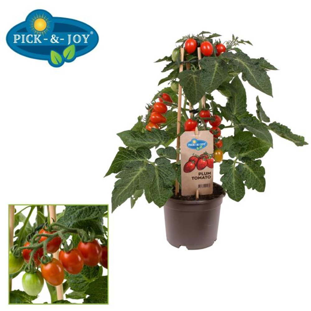 Rosie Plum Tomato Red (Solanum lycopersicum), D14 cm, H40 cm