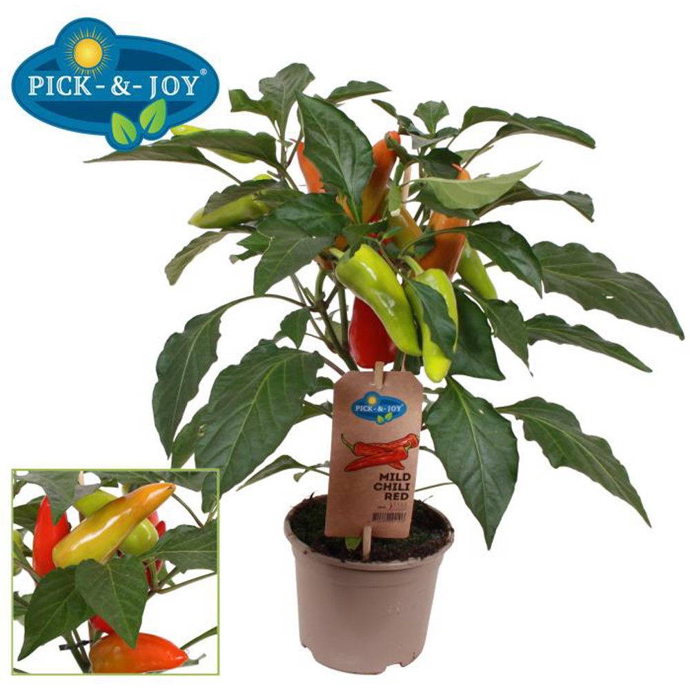 Ardei iute Mild Chili (Capsicum annuum), D14 cm, H40 cm