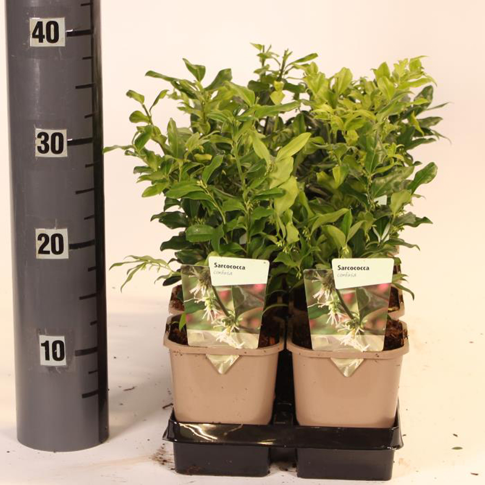 Sarcococca Confusa, D11 cm, H30 cm