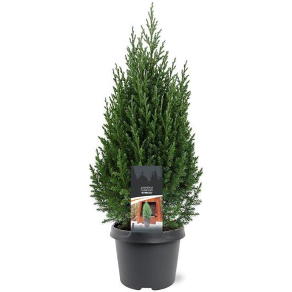 Ienupar Stricta (Juniperus chinensis Stricta), D19 cm, H70 cm
