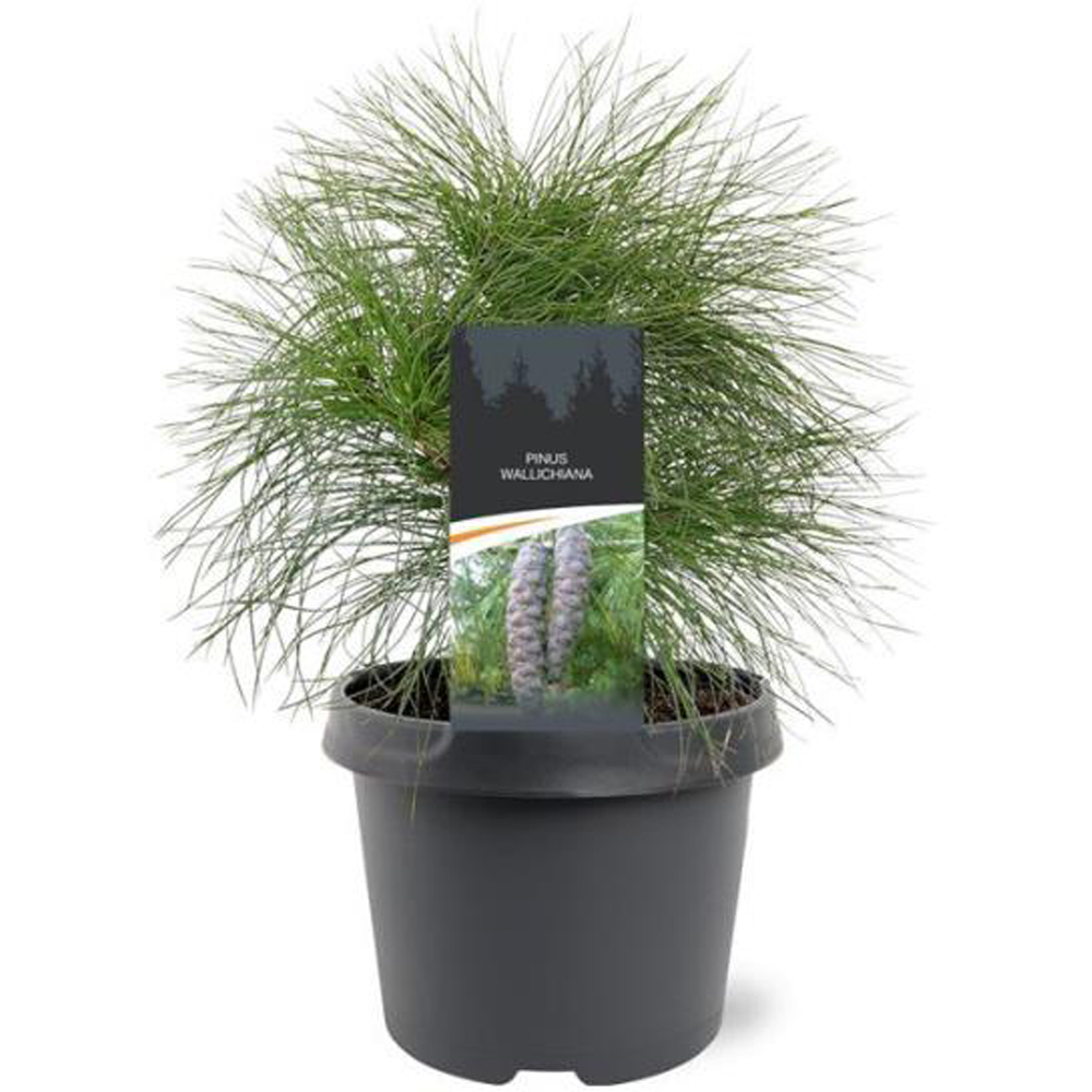 Pin Wallichiana (Pinus wallichiana), D19 cm, H35 cm