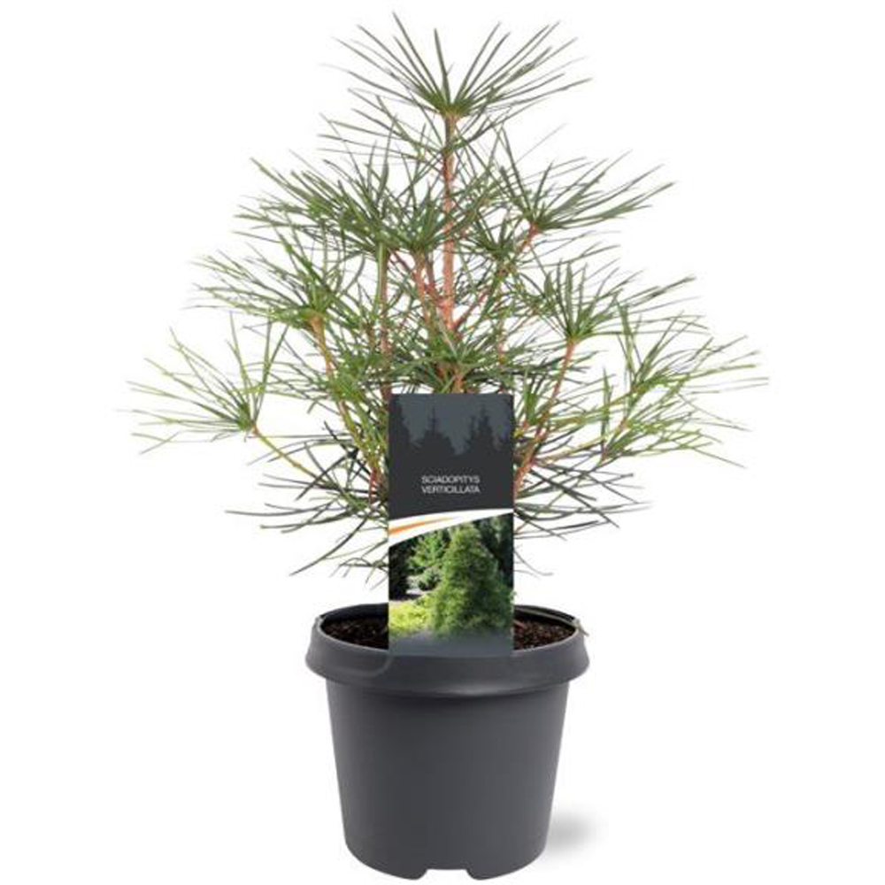 Sciadopitys Verticillata, D23 cm, H45 cm