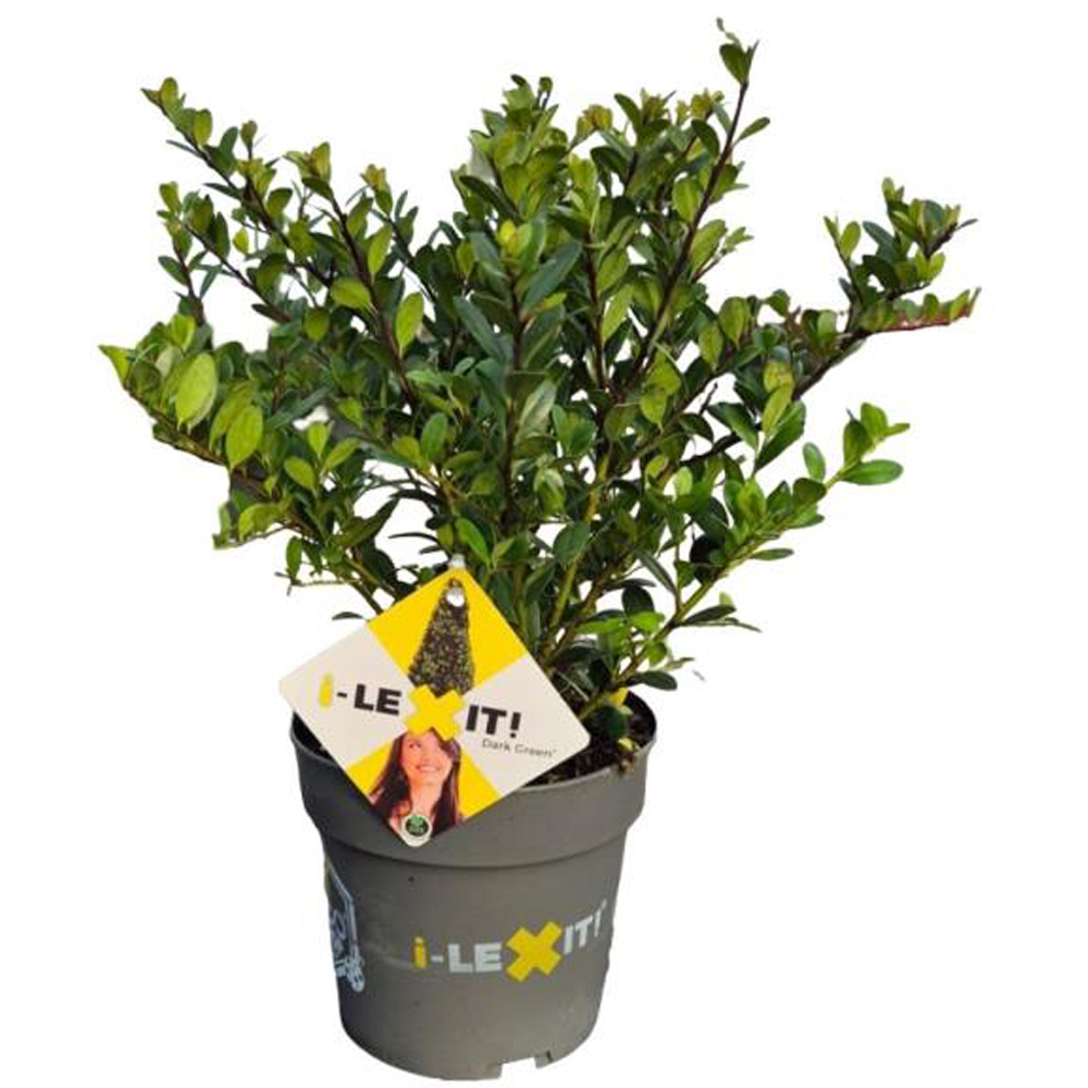 Ilex Dark Green, H 25 cm