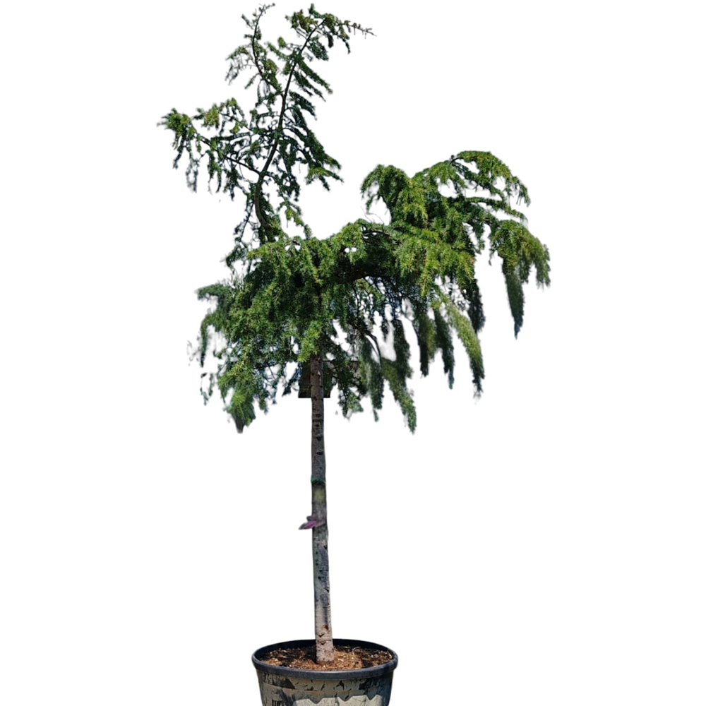 Cedrus Deodara Extra Alb, D 90 cm, H 200 cm