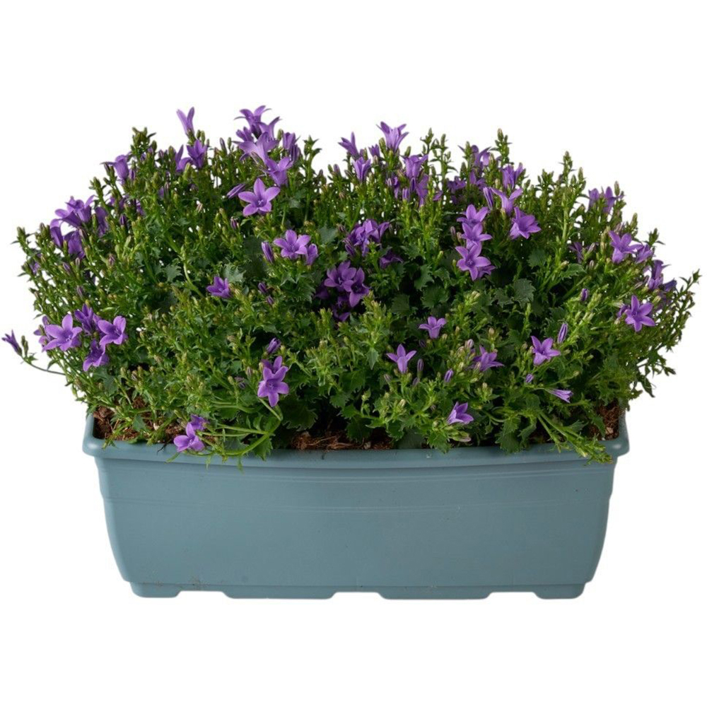 Campanula Ambella Intense Purple Balcony, D 27 cm, H 22 cm
