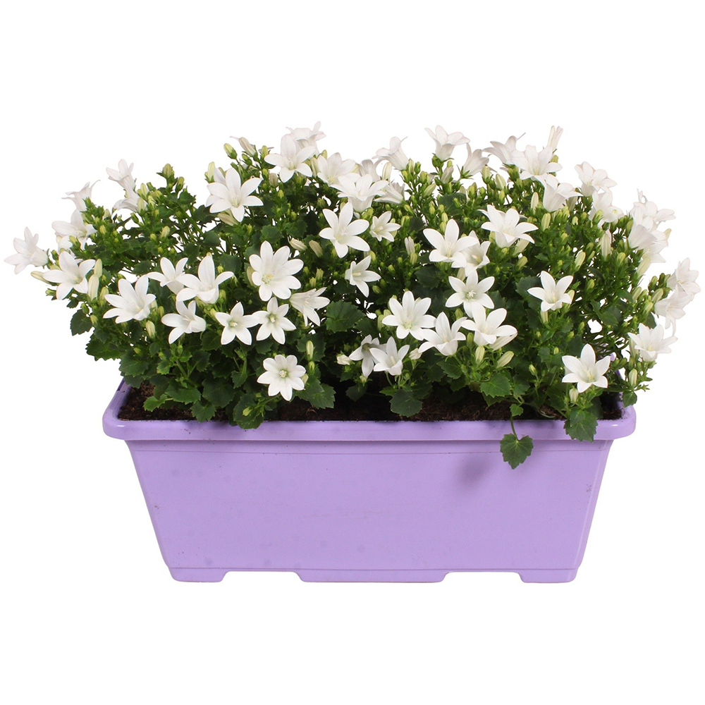 Campanula Ambella Balcony, D 27 cm, H 22 cm