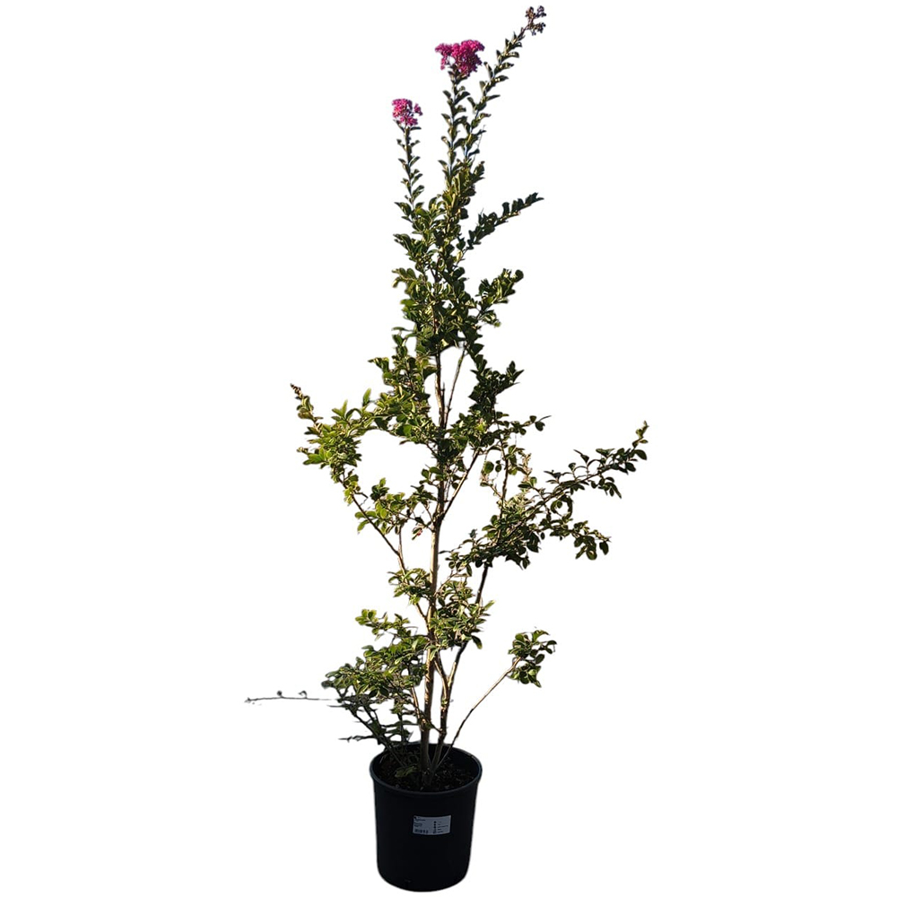 Liliac indian (Lagerstroemia Indica), H 180 cm