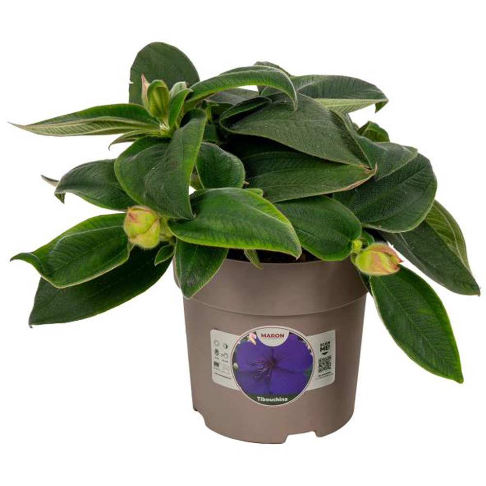 Tibouchina, D 15 cm, H 35 cm