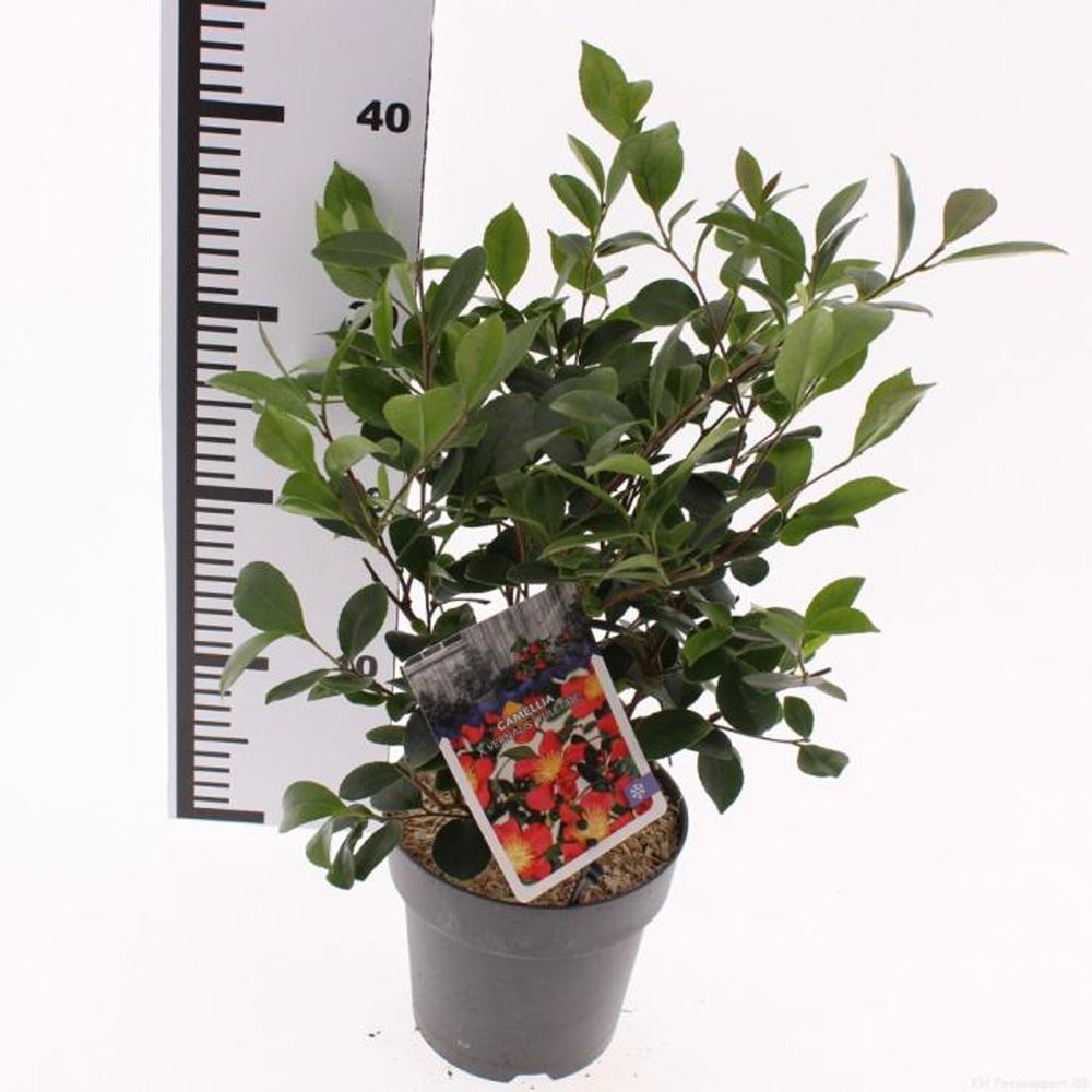 Camellia Japponica Yuletide, D 15 cm, H 40 cm