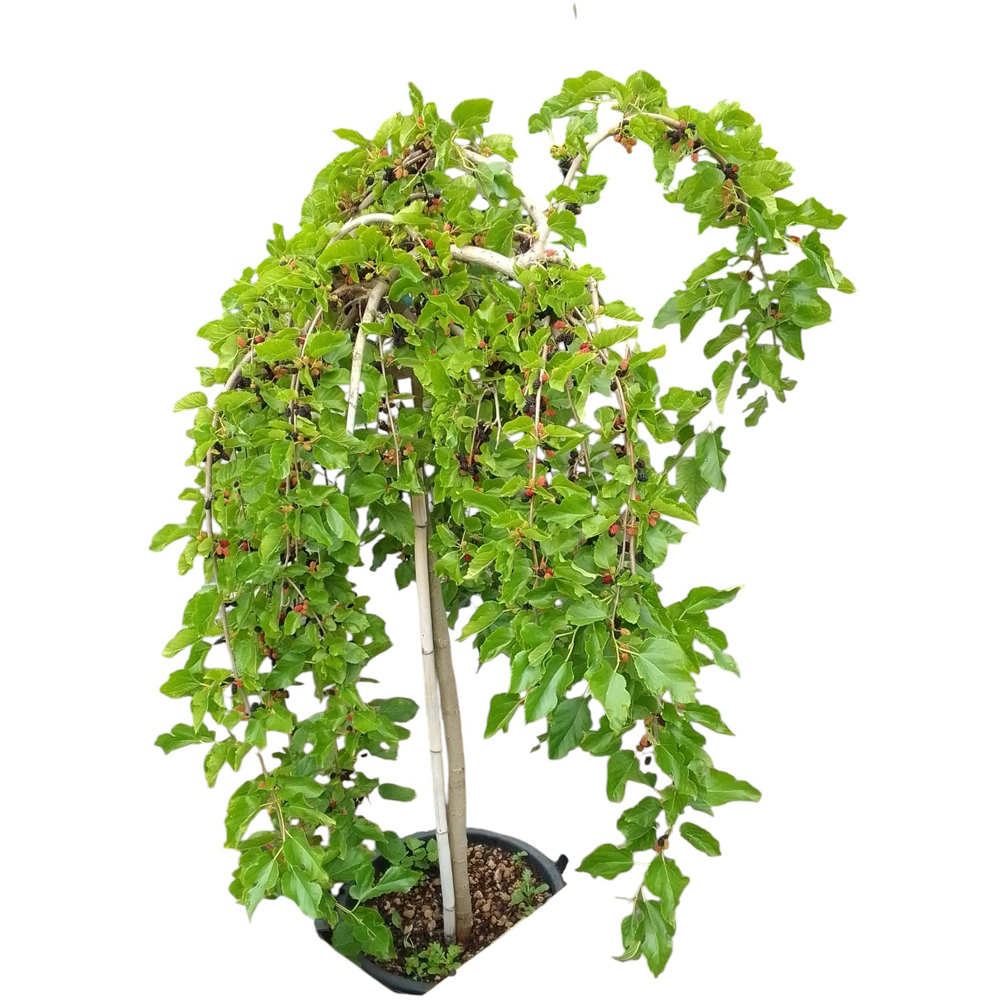 Arbore ornamental Morus Pendula (Morus alba Pendula), D28 cm, H120 cm