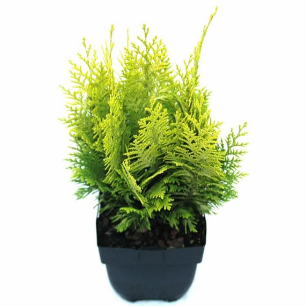 Chamaecyparis Yvonne, D 17 cm, H 60 cm