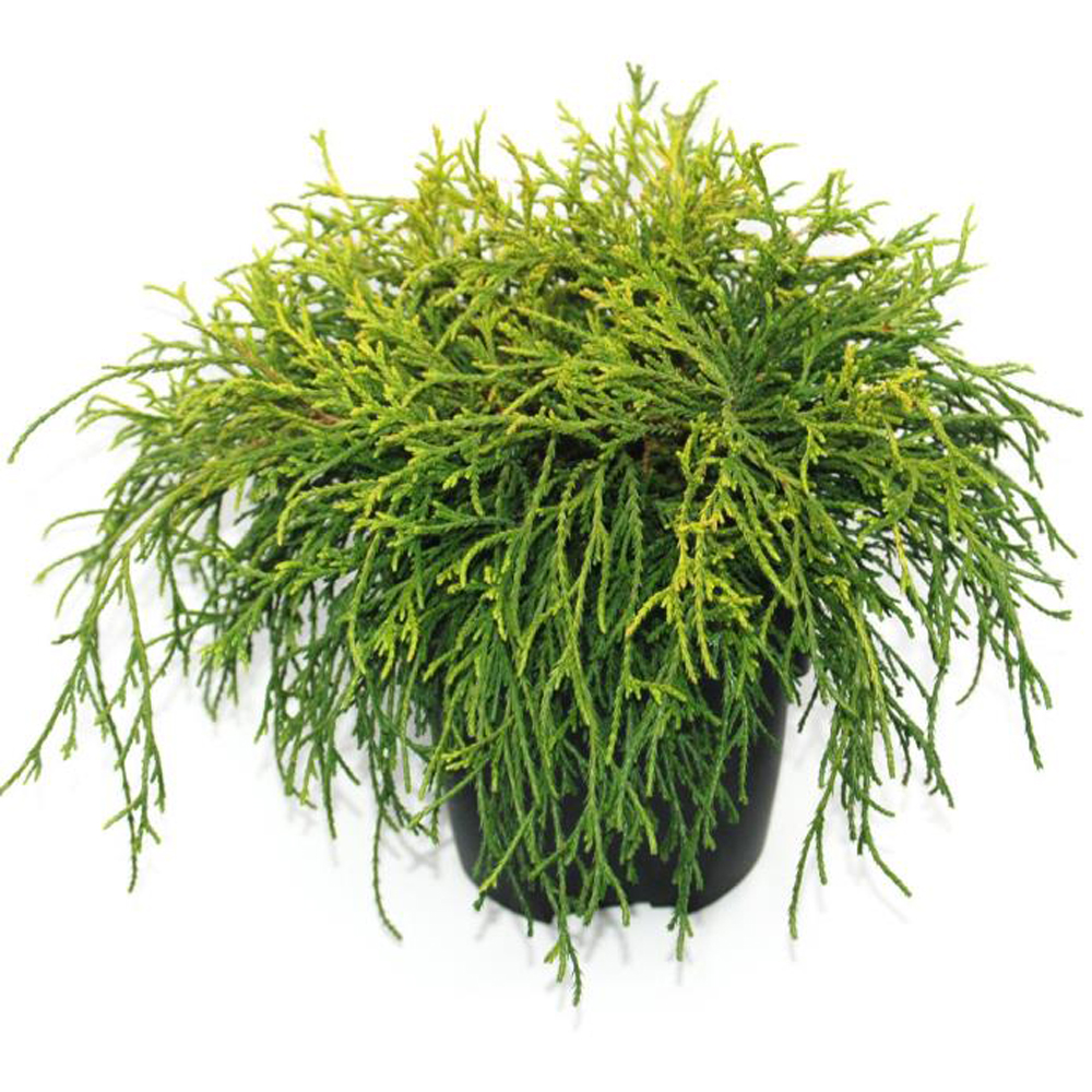 Chamaecyparis Sungold, D 17 cm, H 40 cm