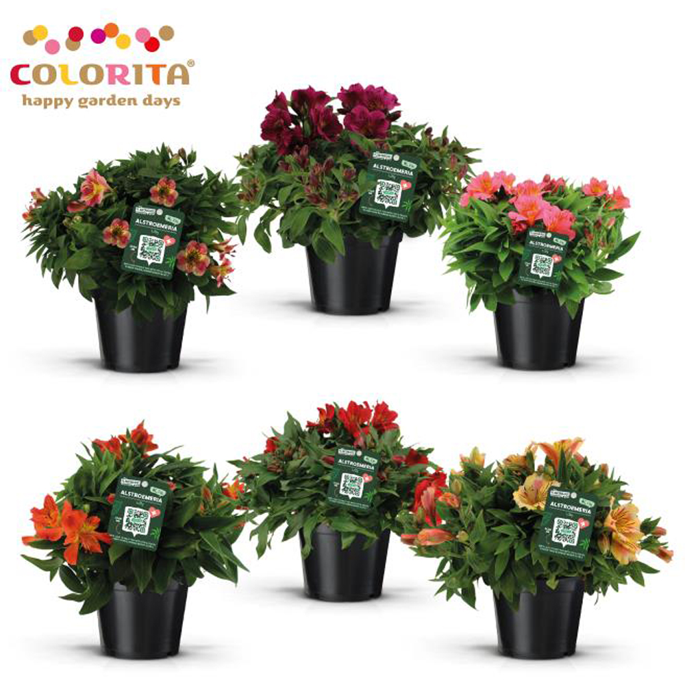 Alstroemeria Colorita, D 19 cm, H 40 cm
