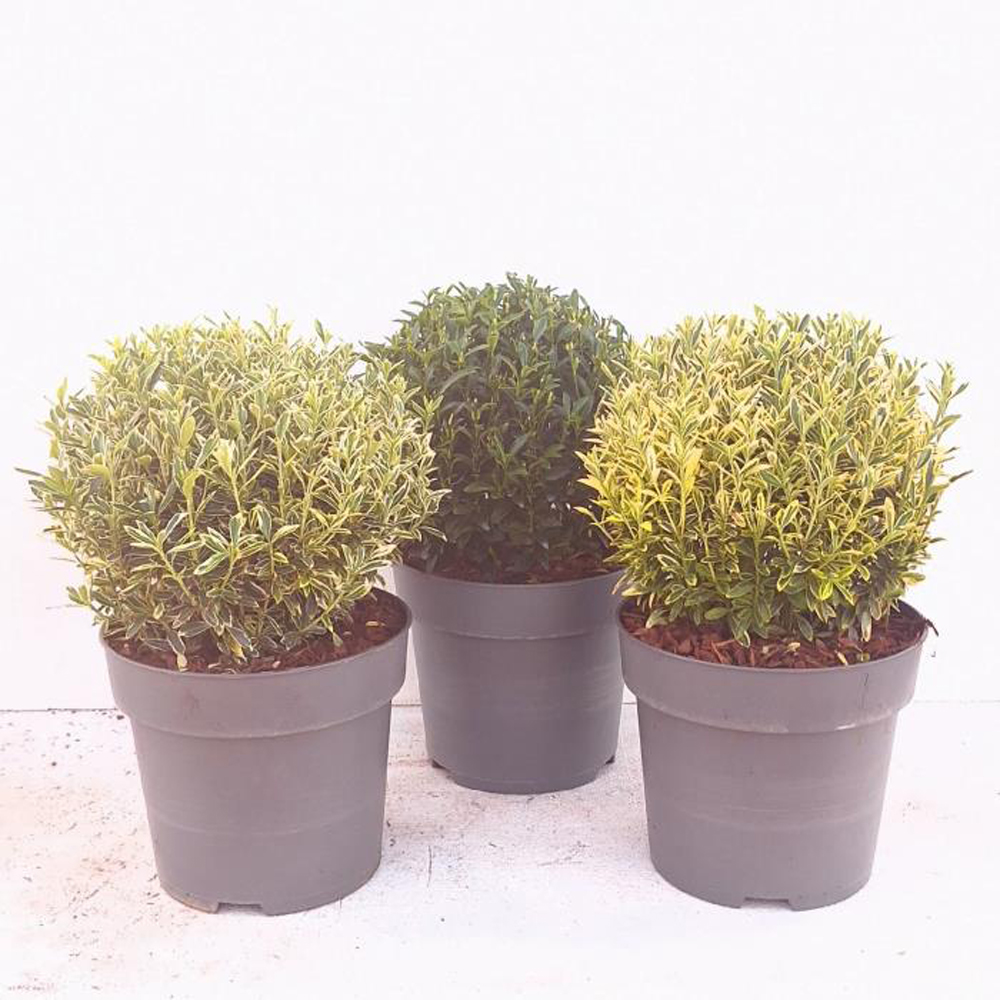 Euonymus japonez, H 40 cm