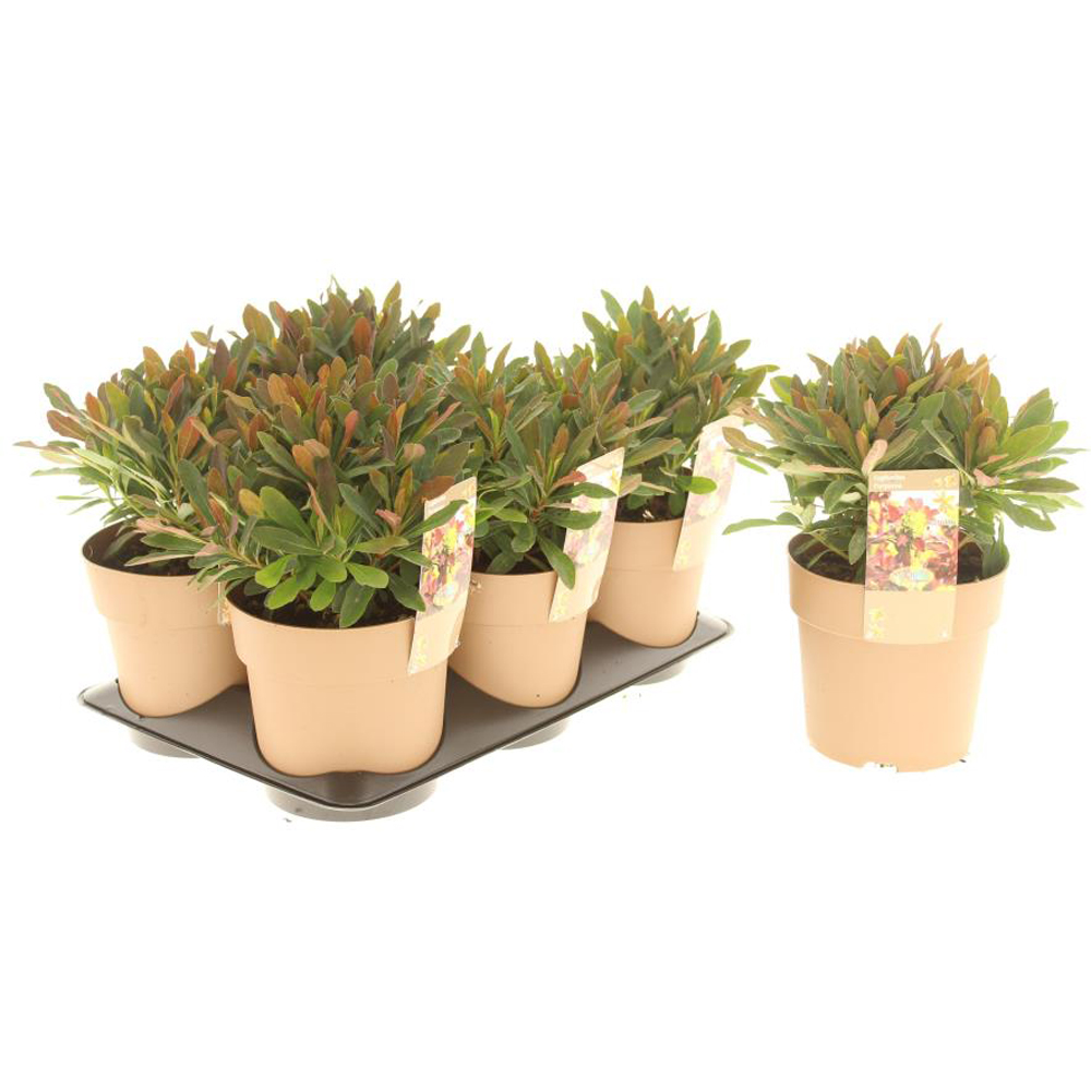 Euphorbia Purpurea, H 25 cm