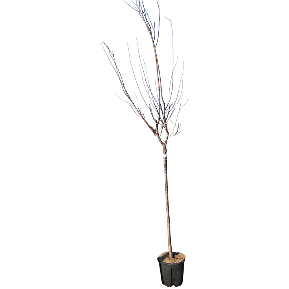 Cires Prunus Avium, H 1.7 m