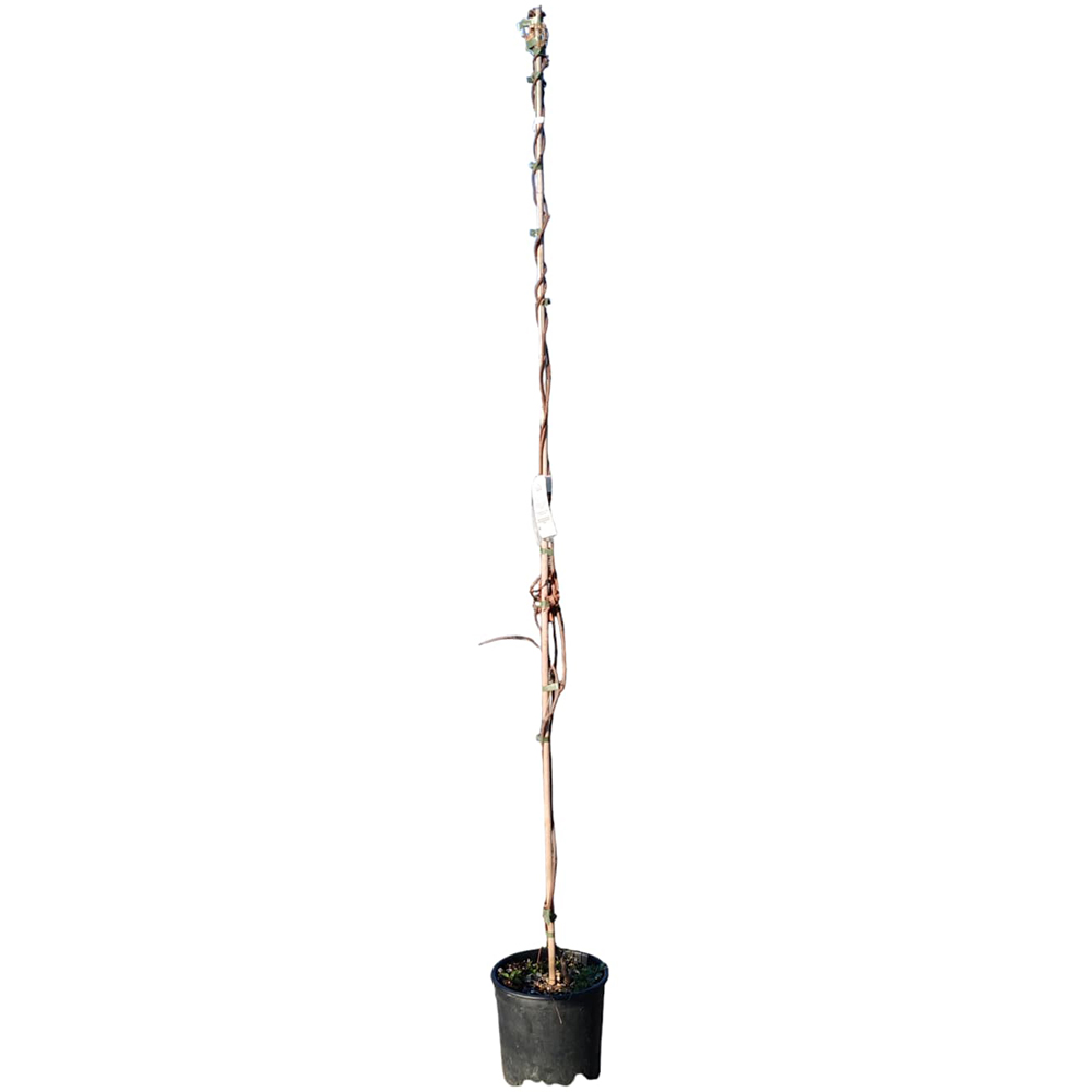 Wisteria, H 1.7 m