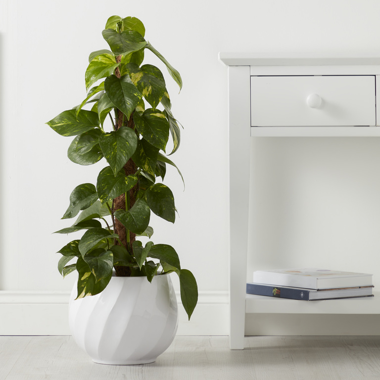 Ghiveci flori GOODHOME, argila, D 26.5 cm, alb