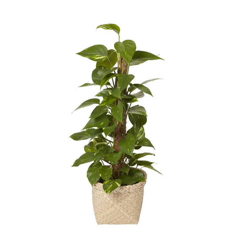 Ghiveci flori GOODHOME, iarba de mare, D 26.5 cm, bej