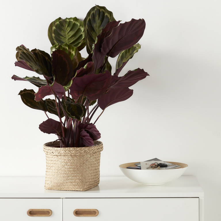 Ghiveci flori GOODHOME, iarba de mare, D 26.5 cm, bej