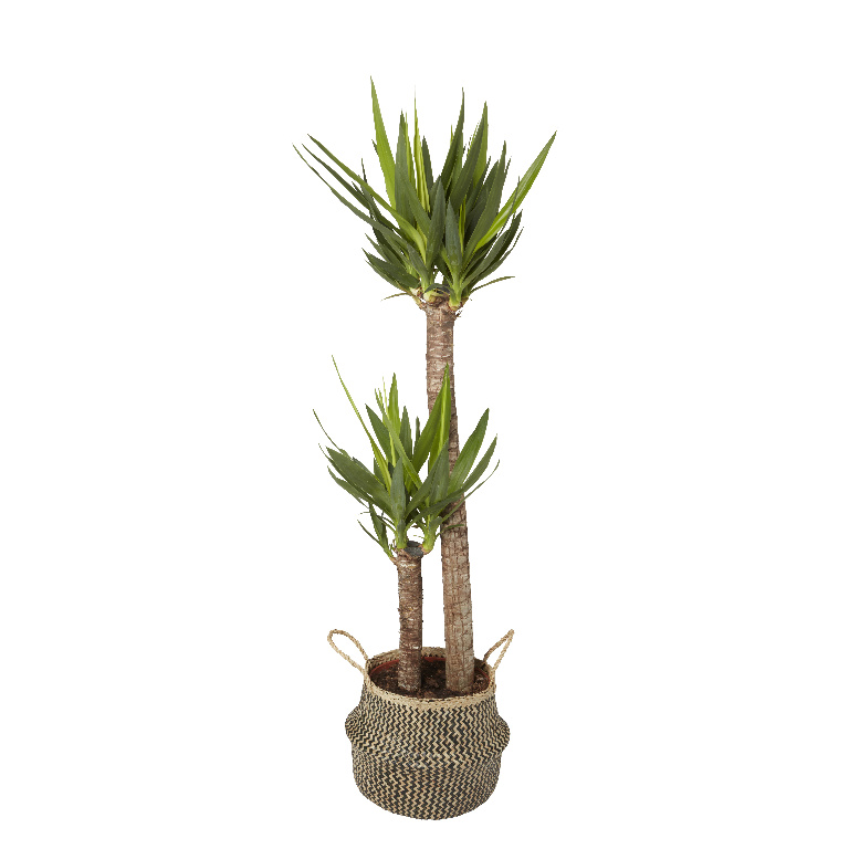 Ghiveci flori GOODHOME, iarba de mare, D 21 cm, negru