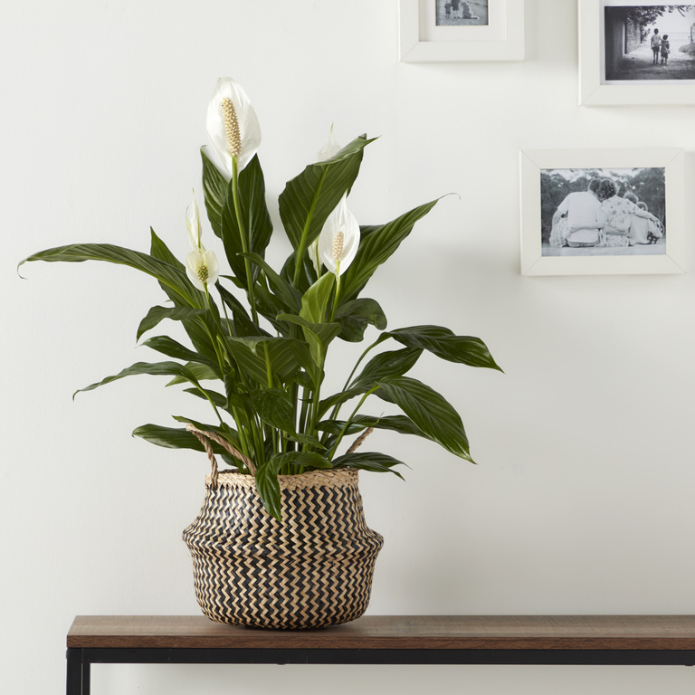 Ghiveci flori GOODHOME, iarba de mare, D 21 cm, negru