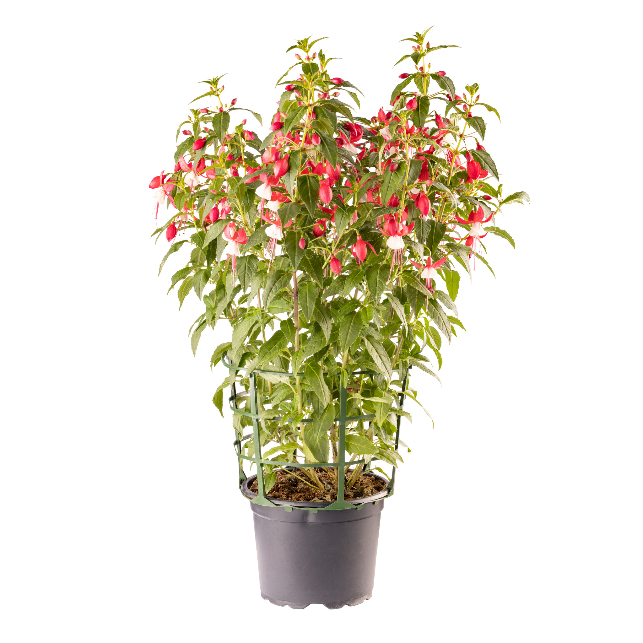 Fuchsia Winston Churchill, 17 cm