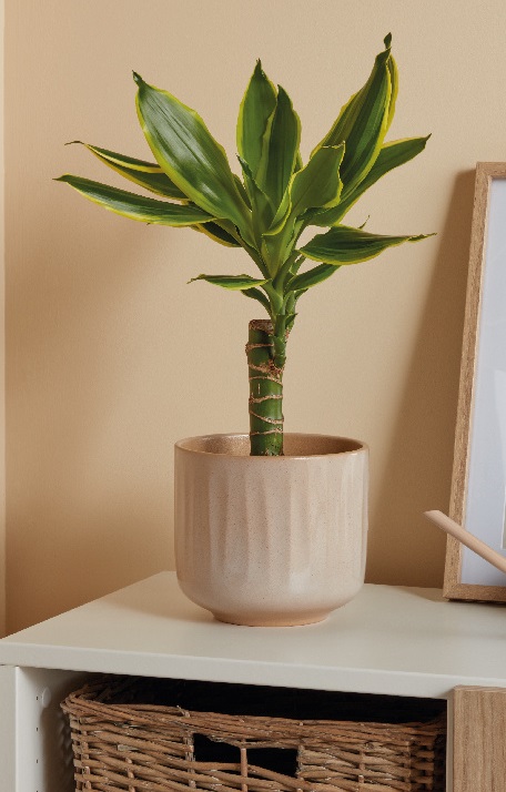 Planta de interior Dracaena, D11 cm, H35 cm