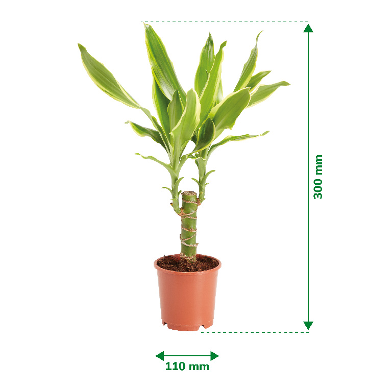 Planta de interior Dracaena, D11 cm, H35 cm