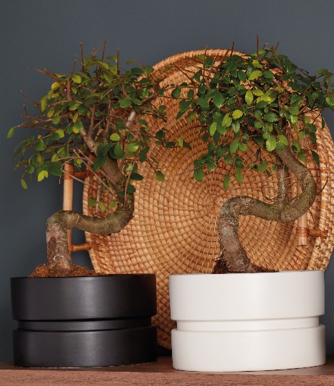 Planta de interior, Bonsai japonez, D15 cm H30 cm