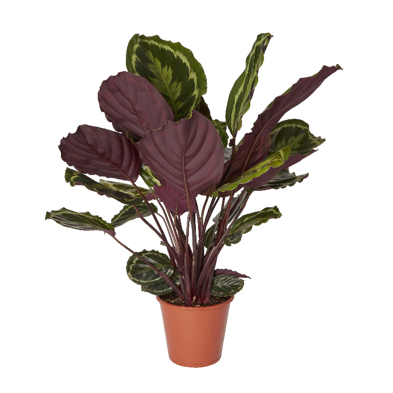 Calathea Medallion, in ghiveci, 14 cm